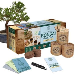 Bonsai Tree Starter Kit